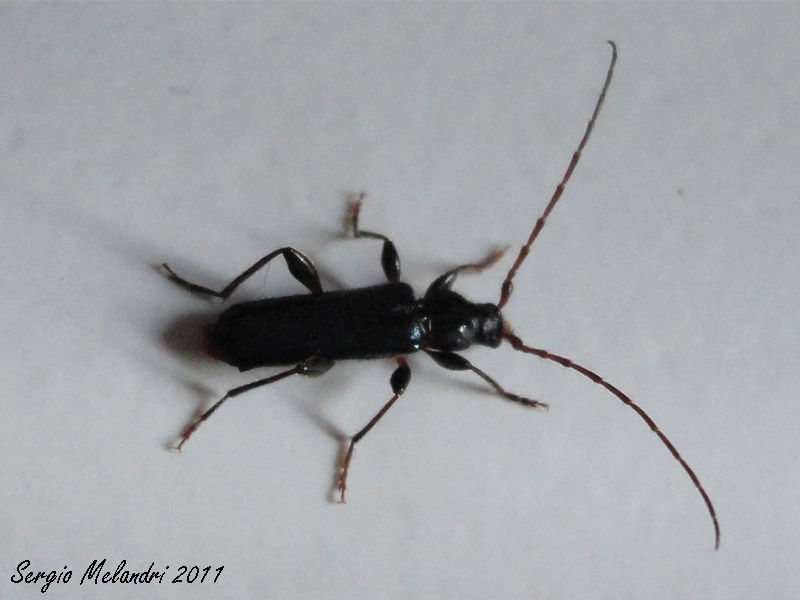 Identificazione: Phymatodes testaceus